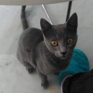  Azul ruso (Calahonda) 